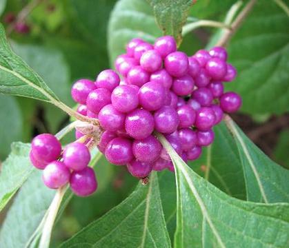 บิ้วตี้เบอรี่ - American Beautyberry