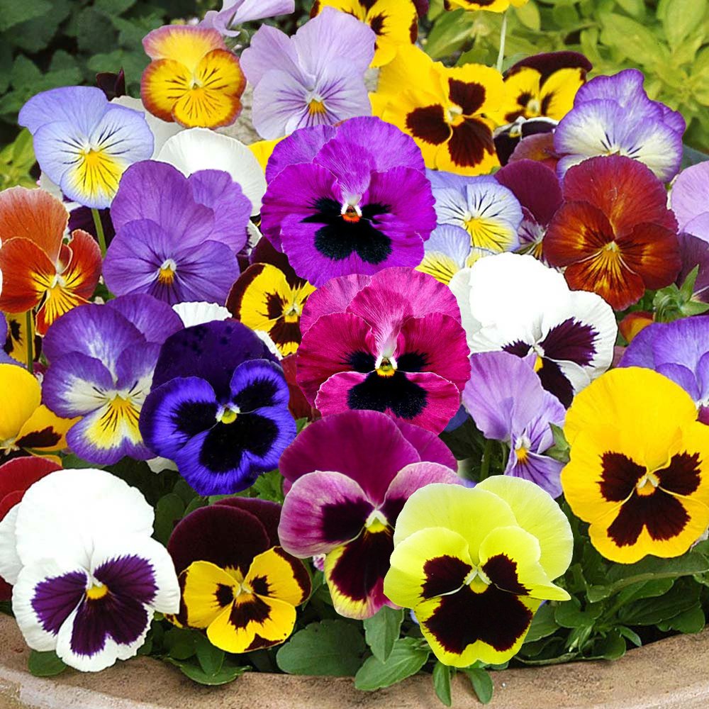 ดอกหน้าแมวคละสี - Swiss Giant Pansy Flower