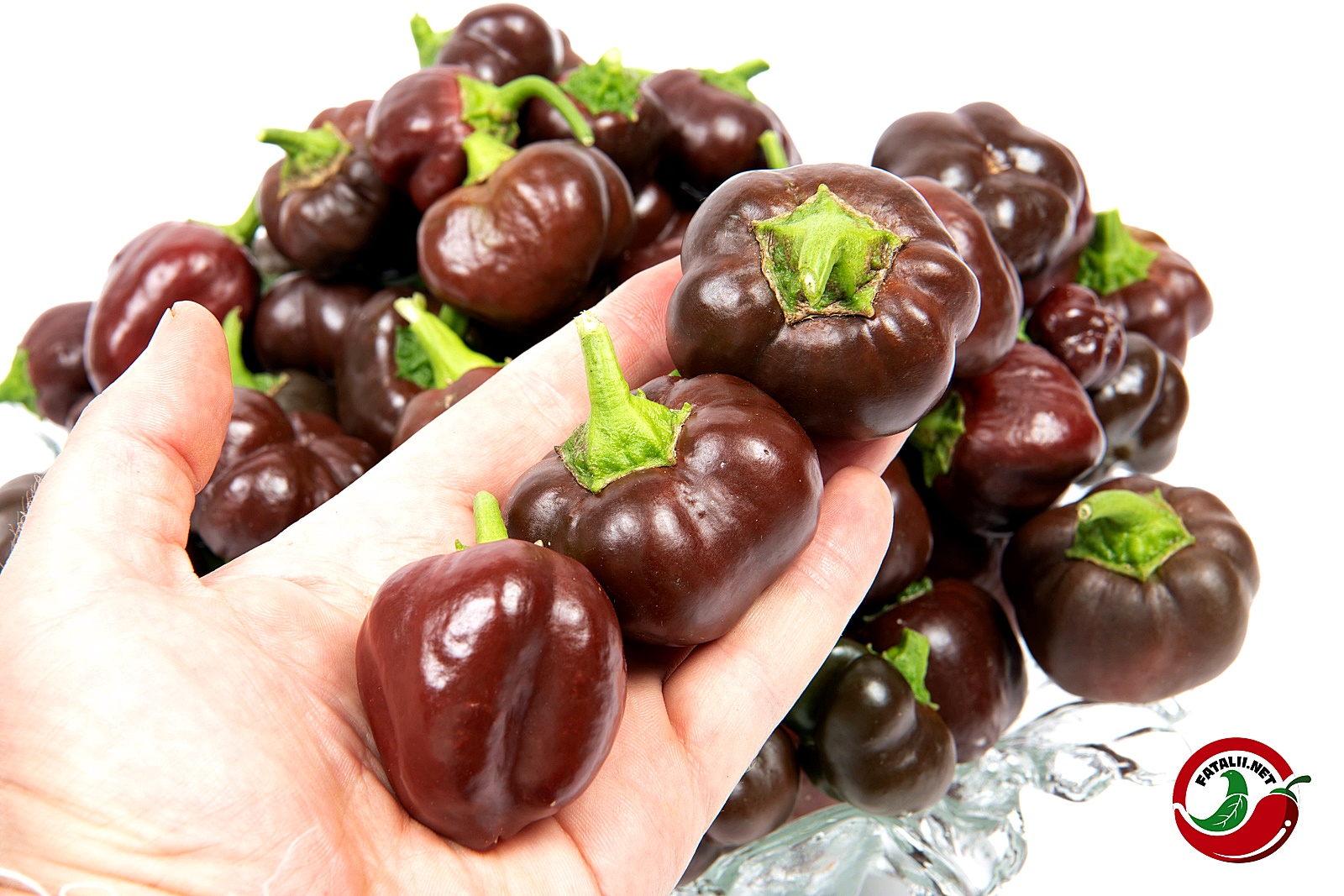 เมล็ดพันธุ์ พริกหวานจิ๋ว ช็อคโกแลต - Miniature Chocolate Bell Sweet Pepper Seed