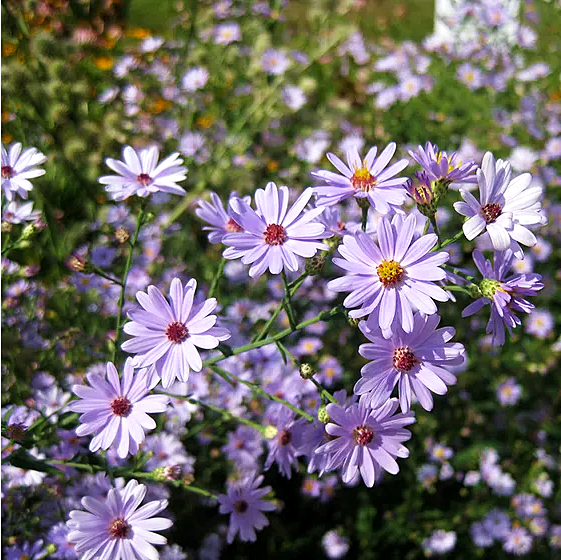 เมล็ดพันธุ์ ดอกแอสเตอร์ สมูทบลู - Smooth Blue Aster Flower Seed
