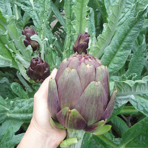 อาติโช้ค สีม่วง - Purple artichoke