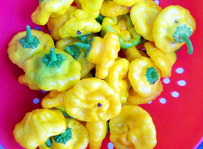 พริกจาไมก้า สีเหลือง - Yellow Jamaican Scot Bonnet Pepper