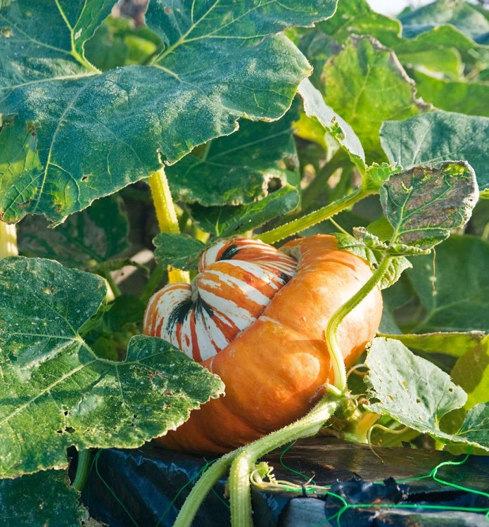 ฟักทองหมวก - Turks Turban Squash