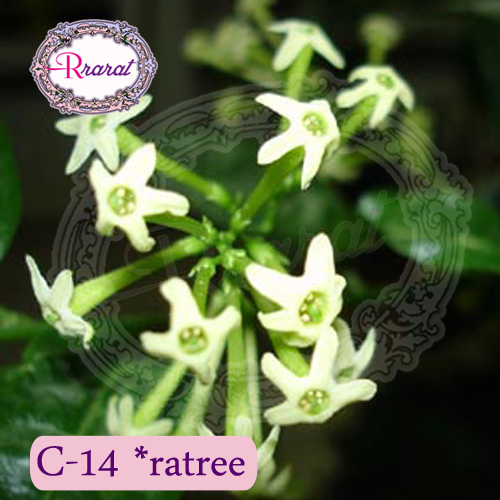 กำยานหอม กลิ่น ราตรี (Ratree).. 500g.