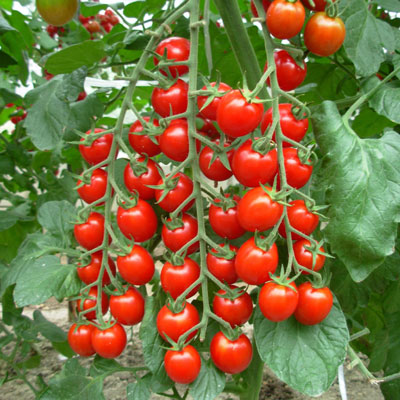 มะเขือเทศเชอรี่สีแดง - Red Cherry Tomato