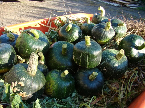 (Whole 1 oz) ฟักทองบัตเตอร์คัพ - Burgess buttercup squash