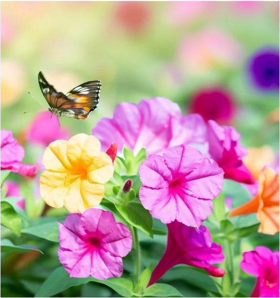 เมล็ดพันธุ์ ดอกบานเย็น คละสี Mix Four o'clock Flower Seed 20 เมล็ด