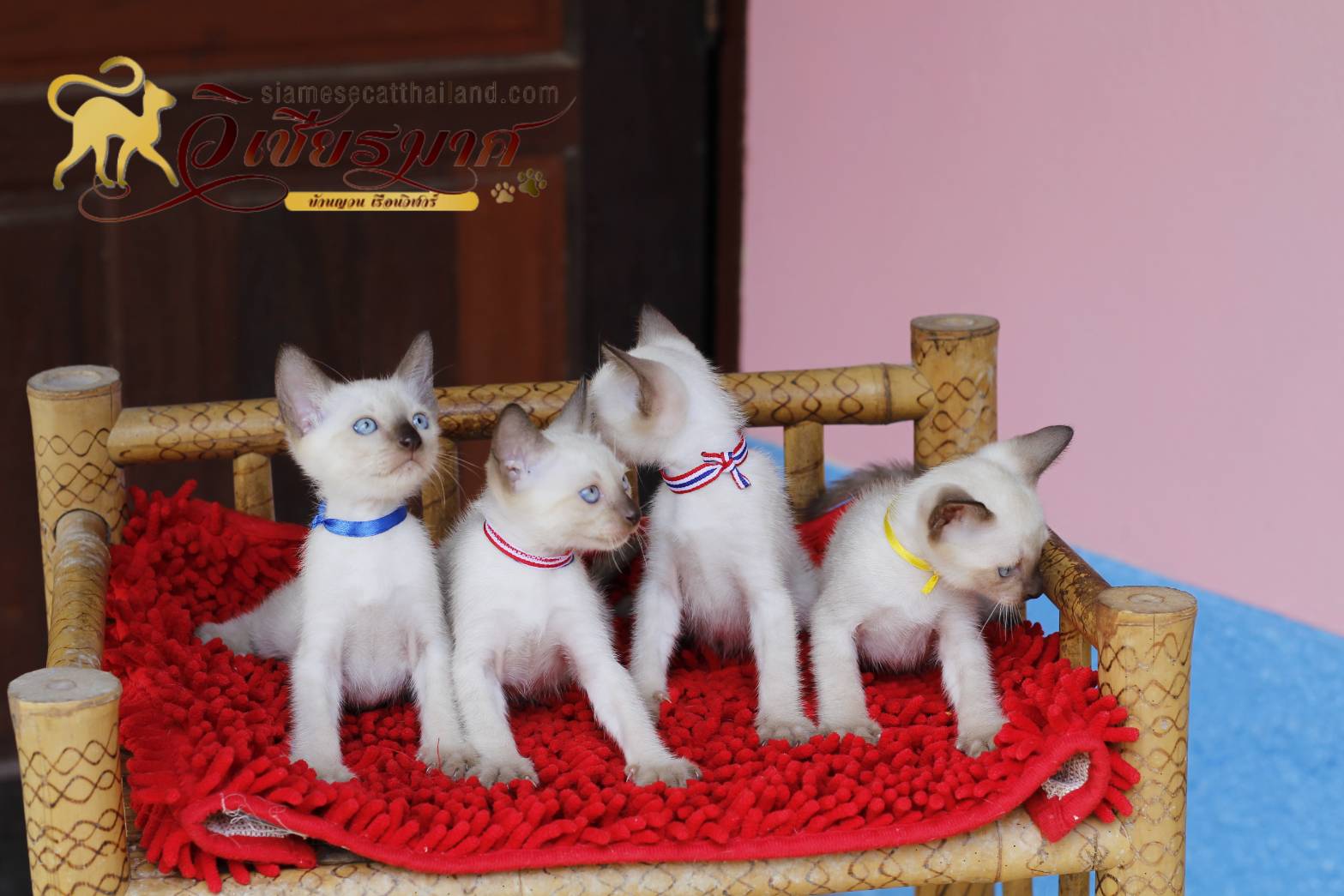 น้องแมวมาใหม่ 5/2563