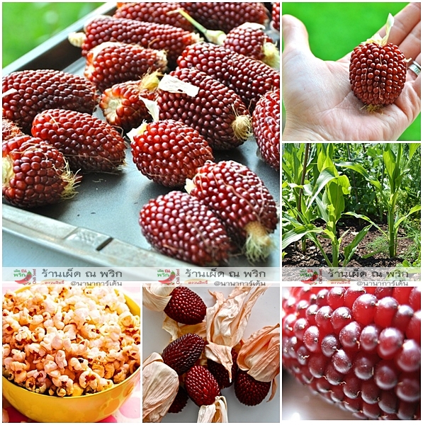 ข้าวโพดสตรอเบอรี่ - Strawberry corn