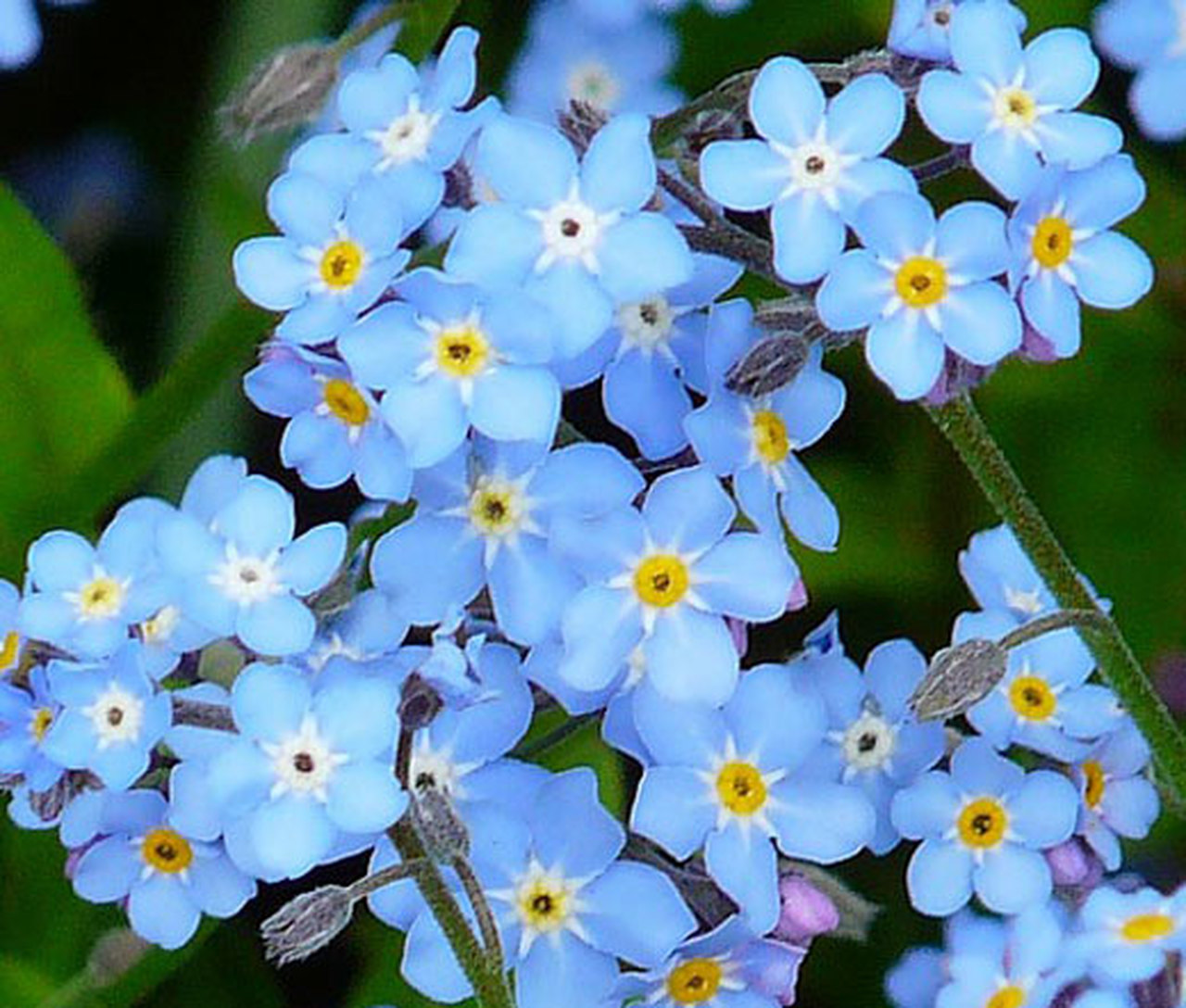 (Whole 1 Oz) ดอกฟอร์เก็ตมีน็อต - Forget Me Not Flower