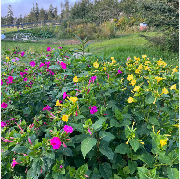 เมล็ดพันธุ์ ดอกบานเย็น คละสี Mix Four o'clock Flower Seed 20 เมล็ด