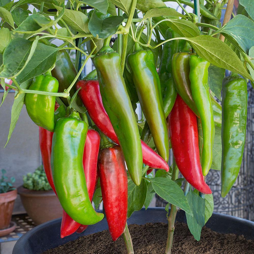 เมล็ดพันธุ์ พริกนูเม็ก โจอีพาร์คเกอร์ Nu Mex Joe E Parker Pepper Seed