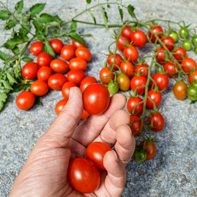 เมล็ดพันธุ์ มะเขือเทศ ชูการ์รัช Sugar Rush F1 Tomato Seed