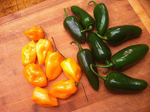 เมล็ดพันธุ์ พริกจาราปิโน่ - Jalapeno Mexican Pepper Seed