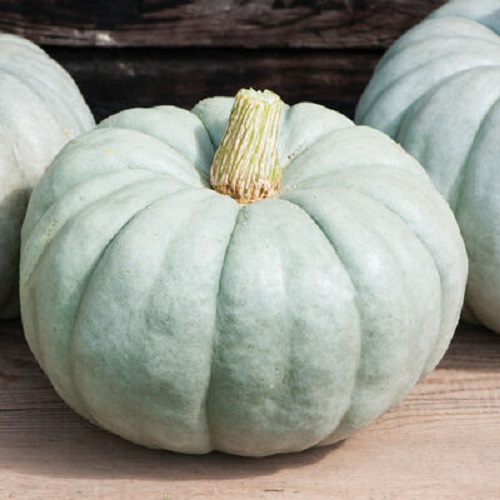 เมล็ดพันธุ์ ฟักทอง บูลฮาร์เวสท์ Blue Harvest F1 Pumpkin Seed