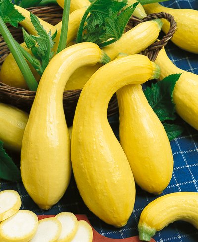 (Whole 1 oz) ฟักทองสครอชคอหงส์ สีเหลือง - Yellow Crookneck Squash