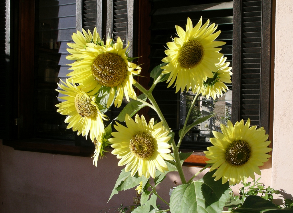 ทานตะวันเลม่อนควีน - Lemon queen sunflower