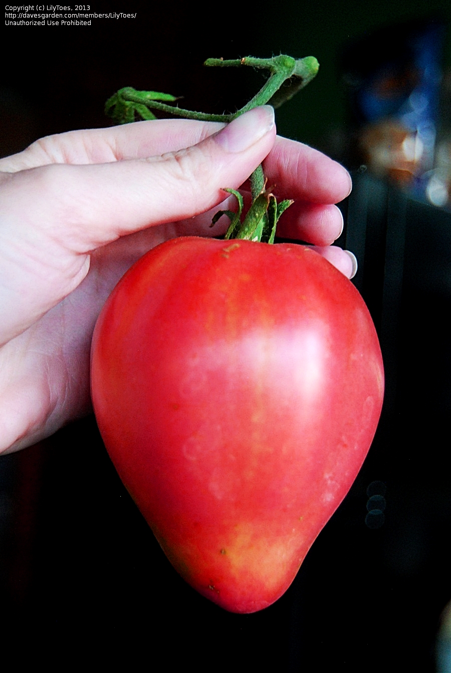 (Whole 1 Oz) มะเขือเทศหัวใจ - Pink Oxheart Tomato