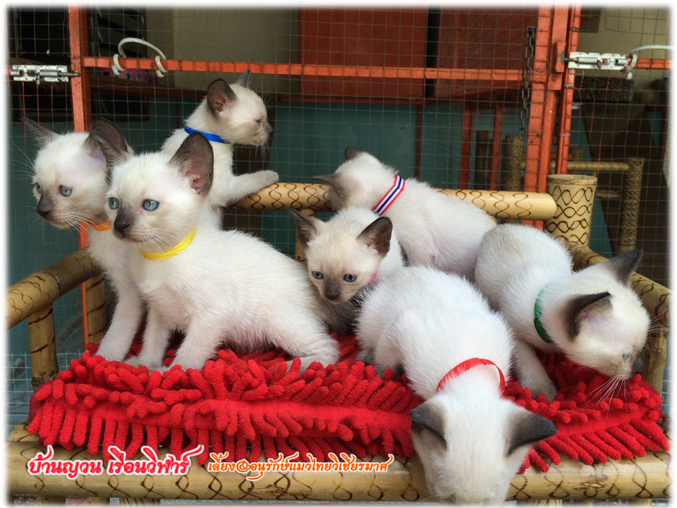 น้องแมว 12/1/2559