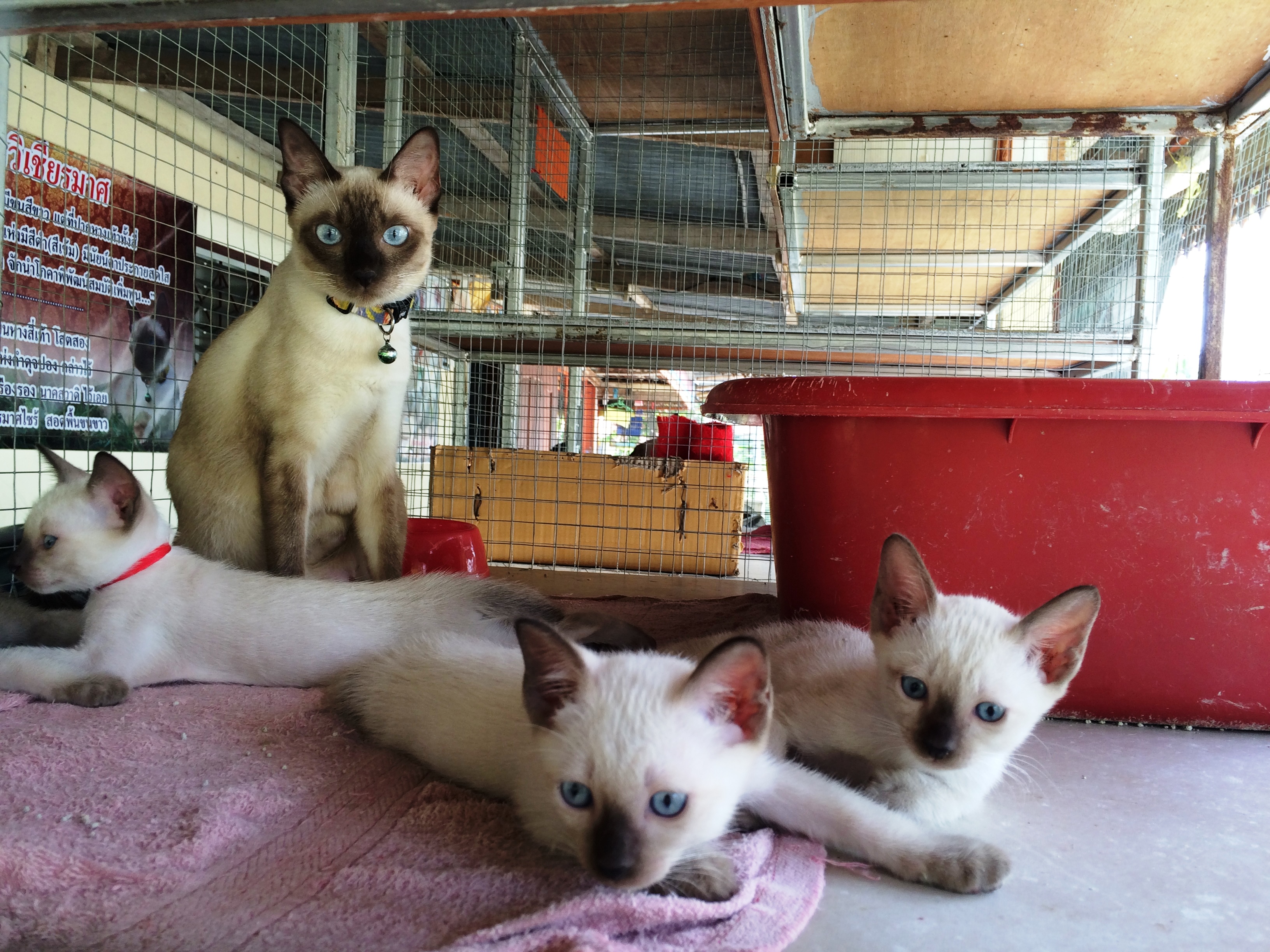 เรือนวิฬาร์