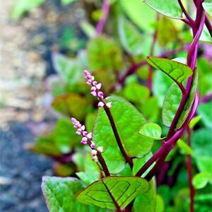 ผักปลังแดง - Red Malabar Spinach