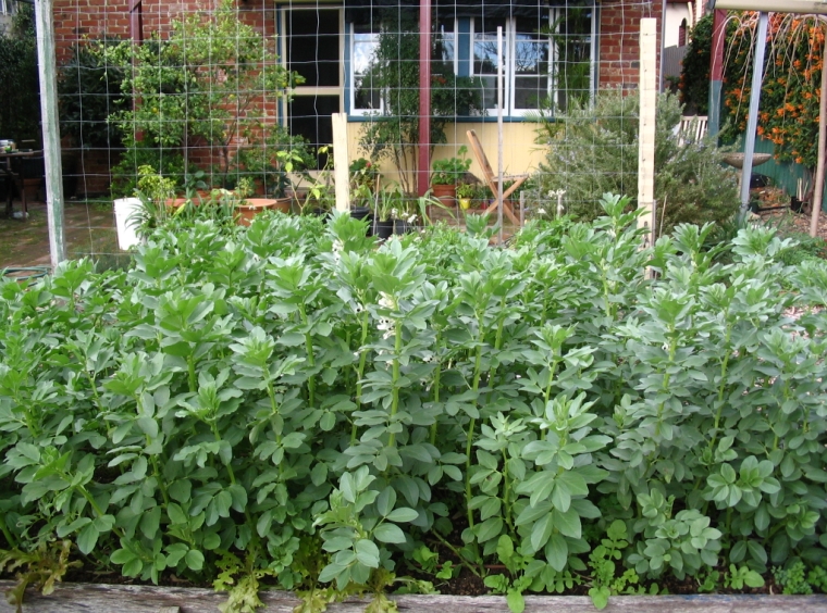 ถั่วปากอ้า - Fava Broad Windsor Bean