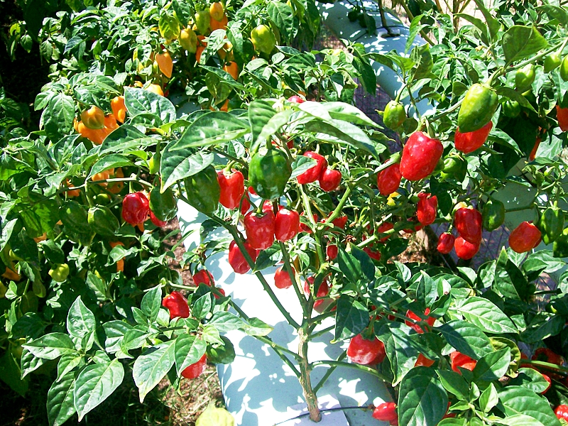 พริกฮาบาเนโร่สีแดง - Red Habanero Pepper