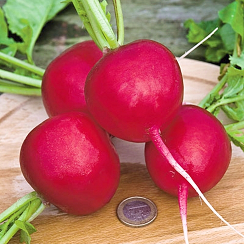 (Whole 1 Oz) เรดิชเยอรมัน - German Giant Radish