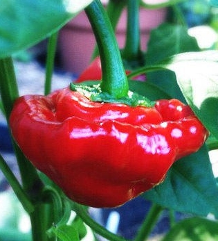 พริกจาไมก้า สีแดง - Red Jamaican Scotch Bonnet Pepper