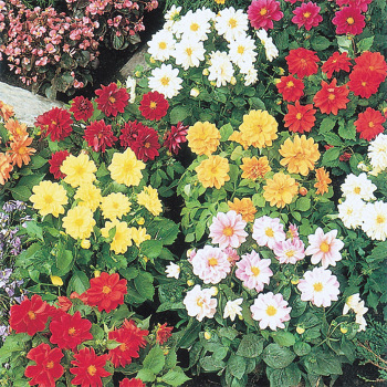 ดอกรักเร่ ฟิกาโร่ คละสี - Mixed Figaro Dahlia