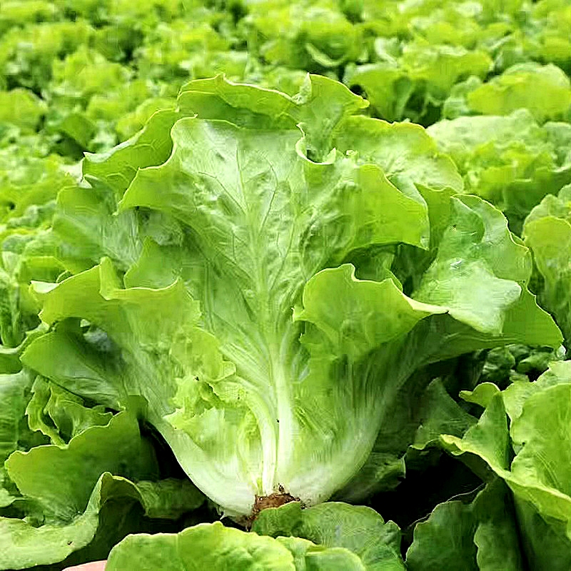 เมล็ดพันธุ์ ผักกาดหอม อิตาลี122 Italian Lettuce 122 Seed