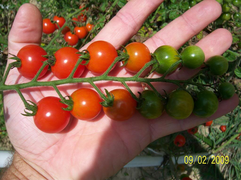 มะเขือเทศ ซุปเปอร์ สวีทฮันเรด - Super Sweet100 Tomato F1