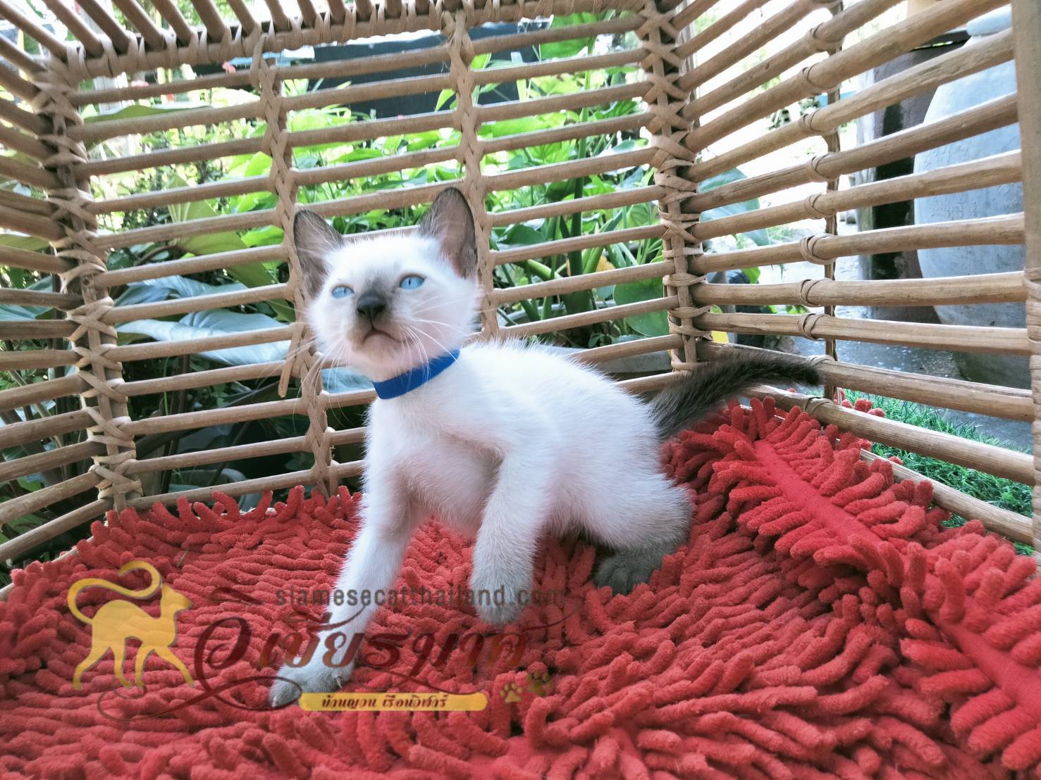 น้องแมว รุ่น 9/2565