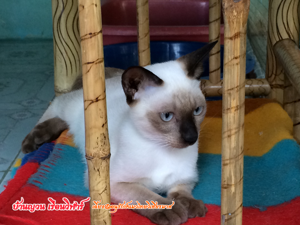 วิเชียรมาศ@บ้านยวนเรือนวิฬาร์