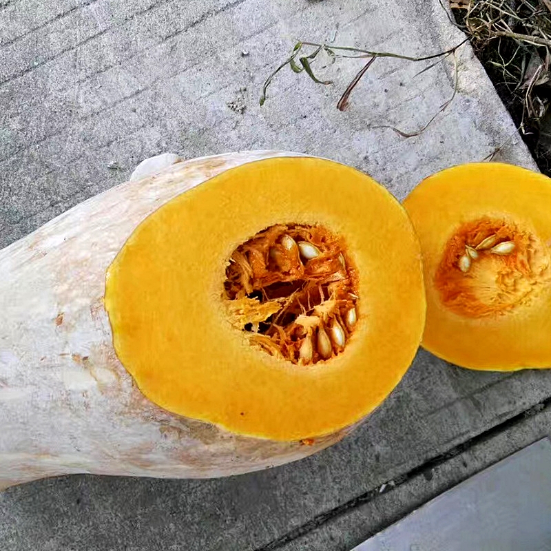 เมล็ดพันธุ์ ฟักทองน้ำผึ้ง เถียนมี่มี้ 106 Tian Mi Mi 106 Honey Squash F1 Seed