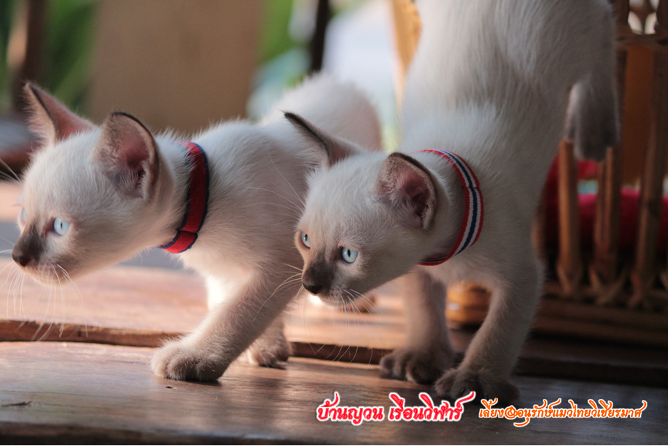 น้องแมวบ้านยวนเรือนวิฬาร์