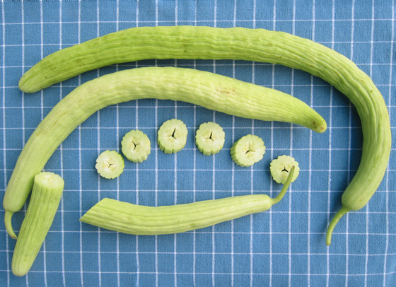 แตงกวายาว - Armenian Yard long Cucumber