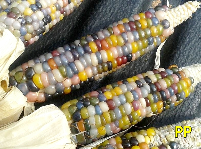 ข้าวโพดพลอย - Glass Gem Corn