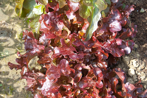 (Whole 1 Oz) สลัดแดงโบวล์ - Red Salad Bowl