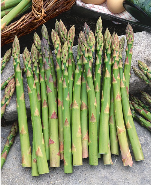 หน่อไม้ฝรั่ง พันธุ์เมรี่ วอชิงตัน - Mary Washington Asparagus