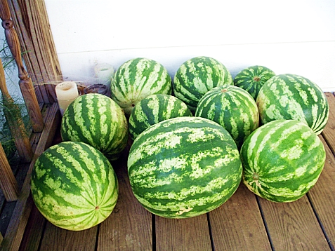 แตงโมคิมสันสวีท - Crimson Sweet Watermelon