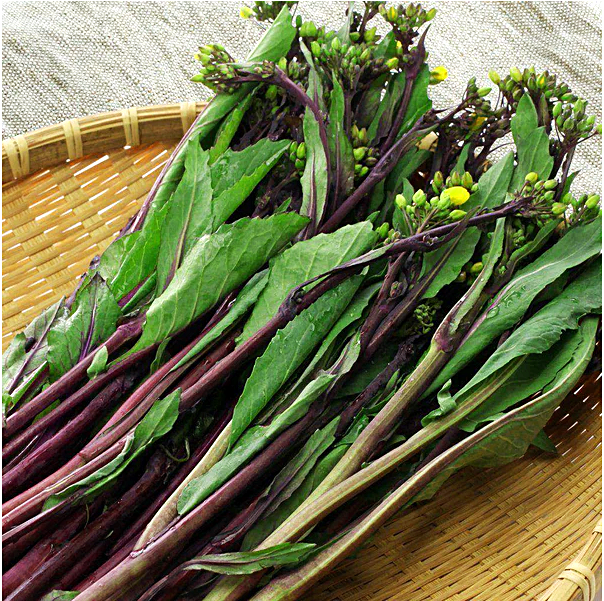 กวางตุ้ง ฮอนไซไต - Hon Tsai Tai Yu Choy Sum Seeds