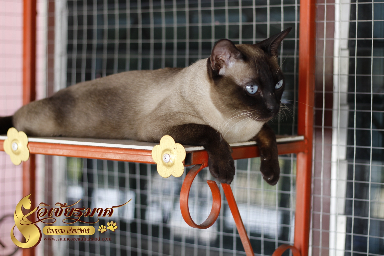 พ่อพันธุ์บ้านยวนเรือนวิฬาร์