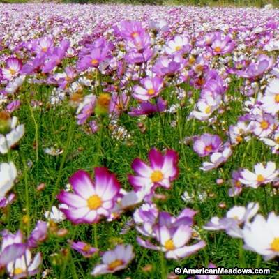 ดาวกระจาย พิโคที - Picotee Cosmos Flower