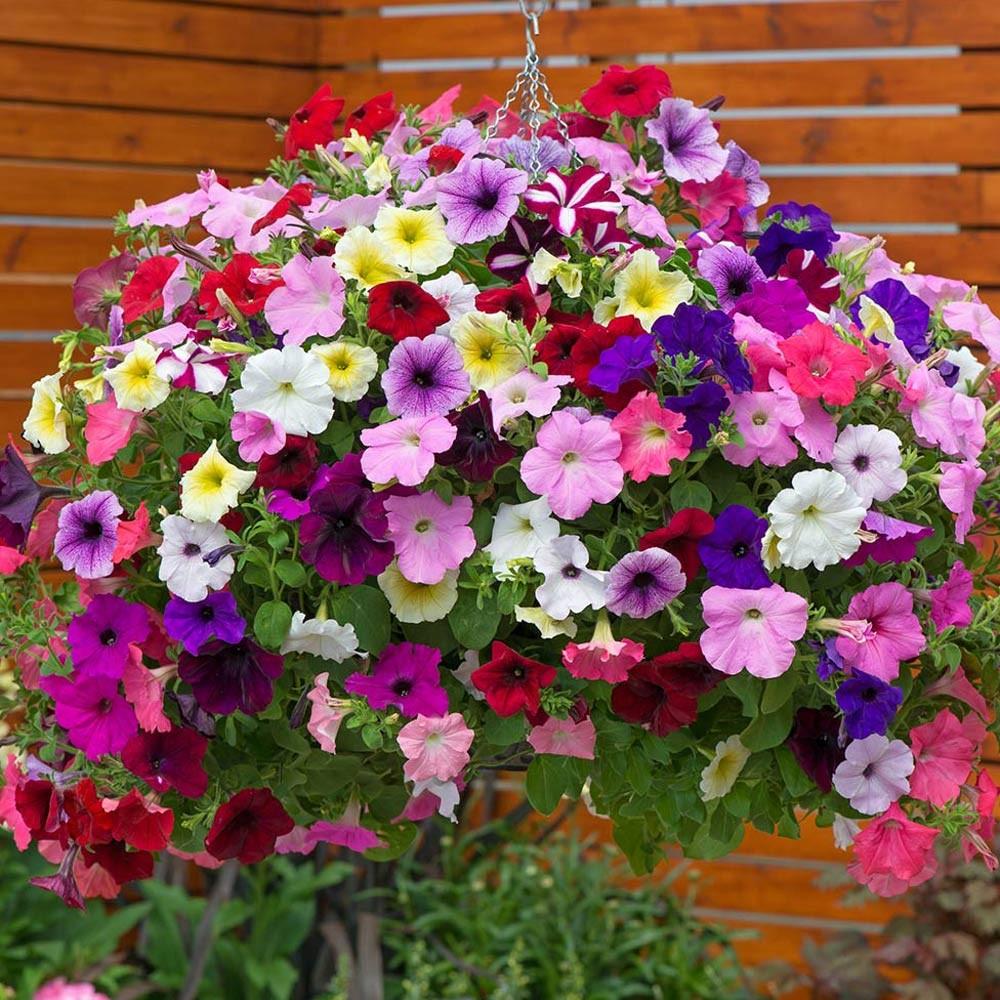 ดอกพีทูเนีย คละสี - Mixed Petunia Flower