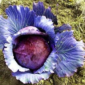 กะหล่ำปลีสีม่วง - Purple Cabbage