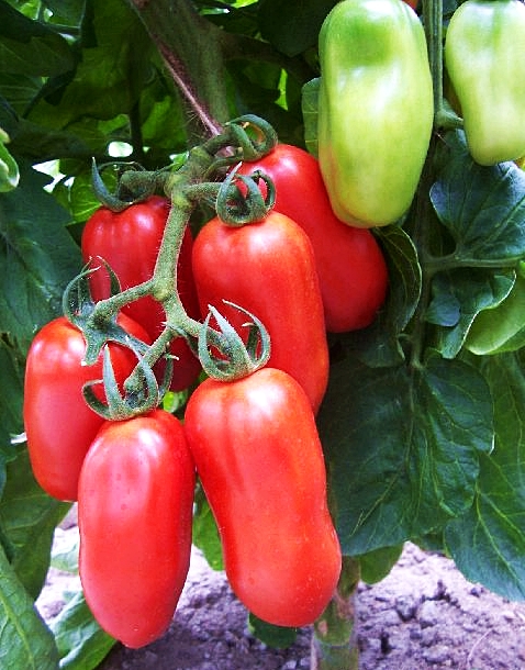 มะเขือเทศซานมาซาโน่ - San Marzano tomato