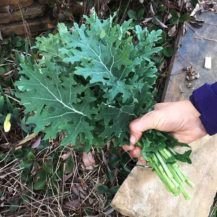 (Whole 1 Oz) เคลไวท์รัสเซียน - White Russian Kale