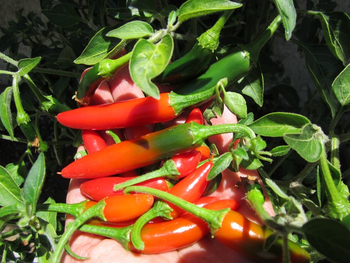 พริกเซอราโน่ - Serrano Mexican Pepper