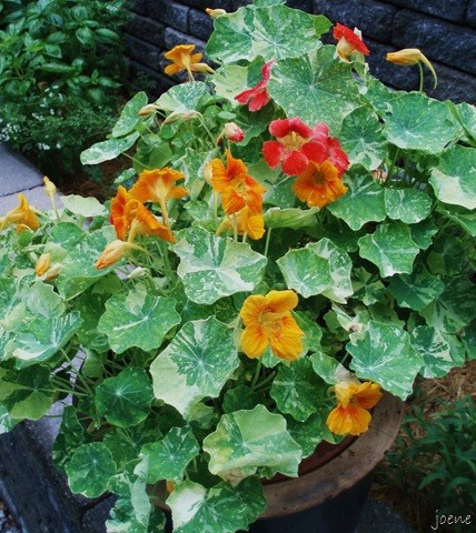 ดอกแนสเทอร์เที่ยม อลาสก้า คละสี - Alaska Mix Nasturtium (ดอกใบกินได้)